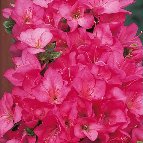 Tuinplant.nl Japanse Azalea