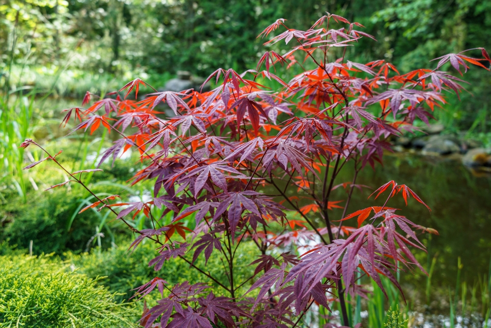 Tuinplant.nl Japanse esdoorn op stam