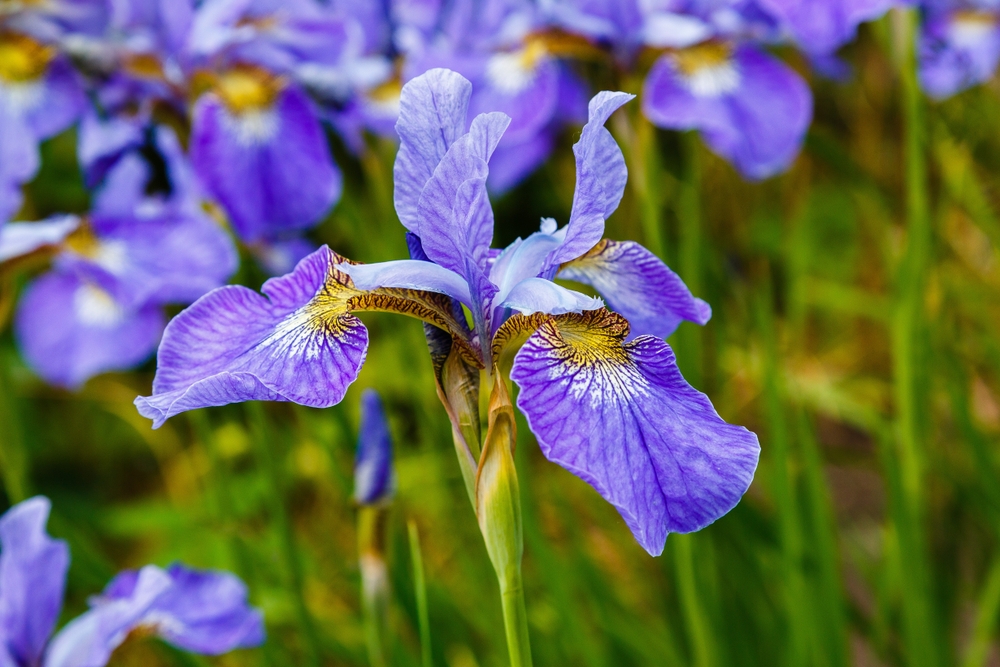 Tuinplant.nl Sibirische lis