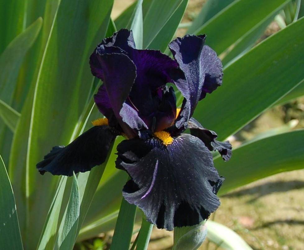 Tuinplant.nl Lis