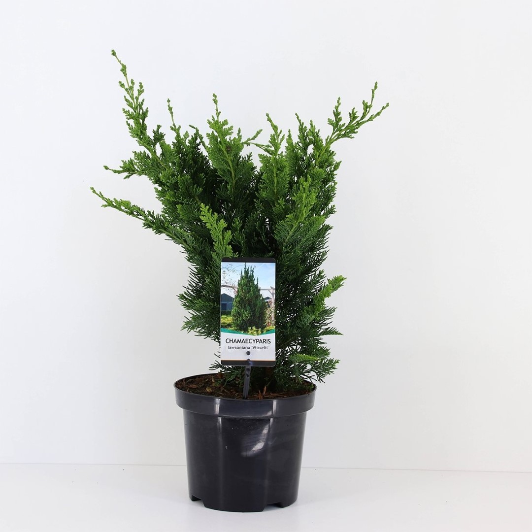Warentuin natuurlijk Chamaecyparis law wisselii 65 cm - 