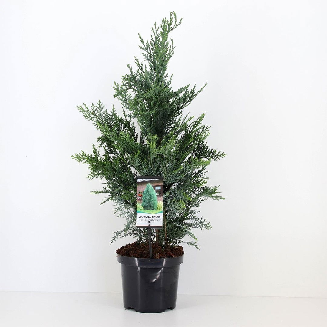 Warentuin natuurlijk Chamaecyparis law columnaris 80 cm - 