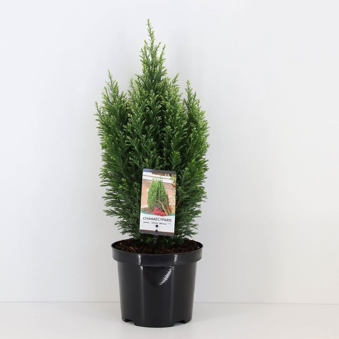 Warentuin natuurlijk Chamaecyparis law snow white 55 cm - 