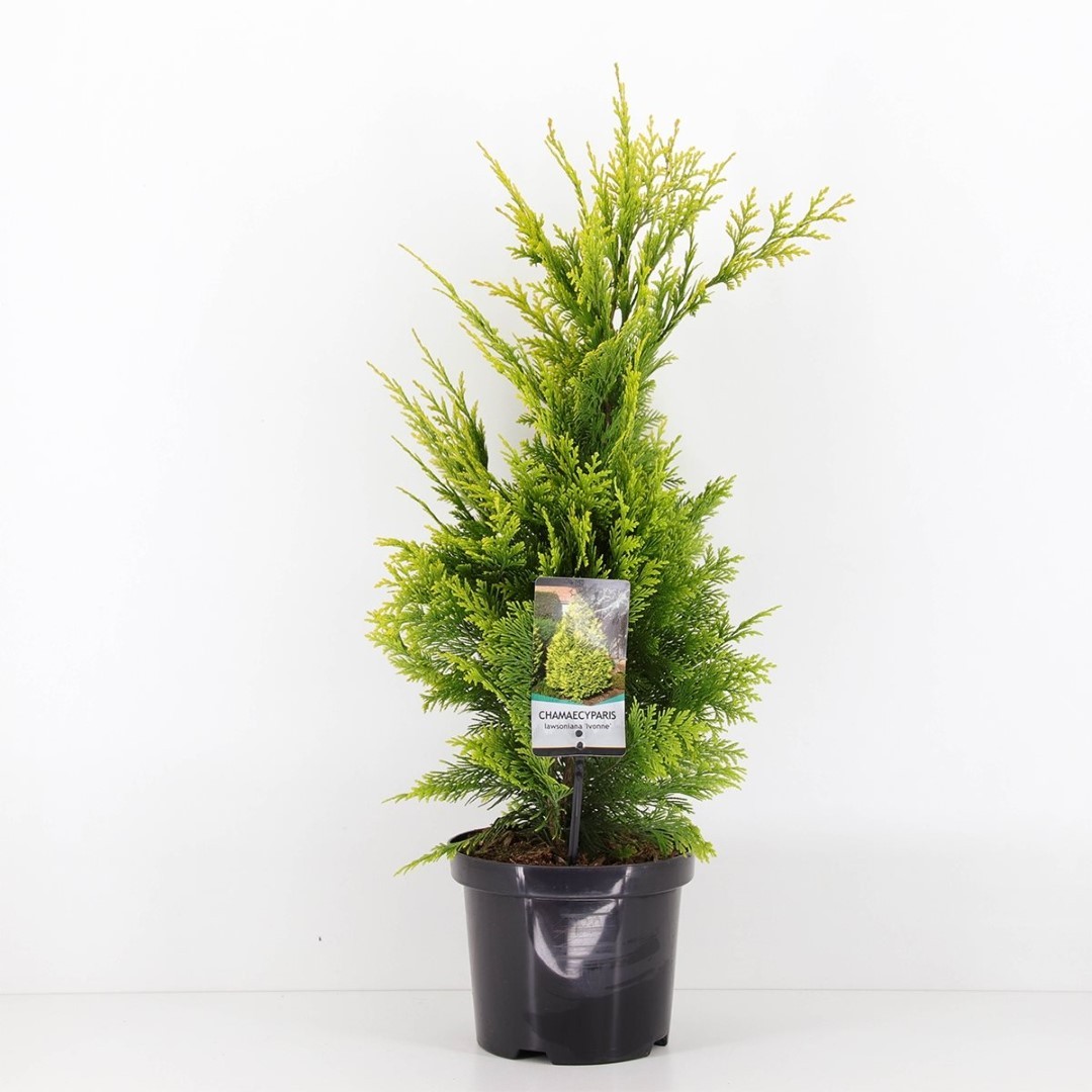 Warentuin natuurlijk Chamaecyparis law ivonne 65 cm - 