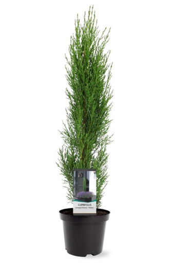 Warentuin natuurlijk Cupressus sempervirens Totem 40-50 cm Conifeer - 