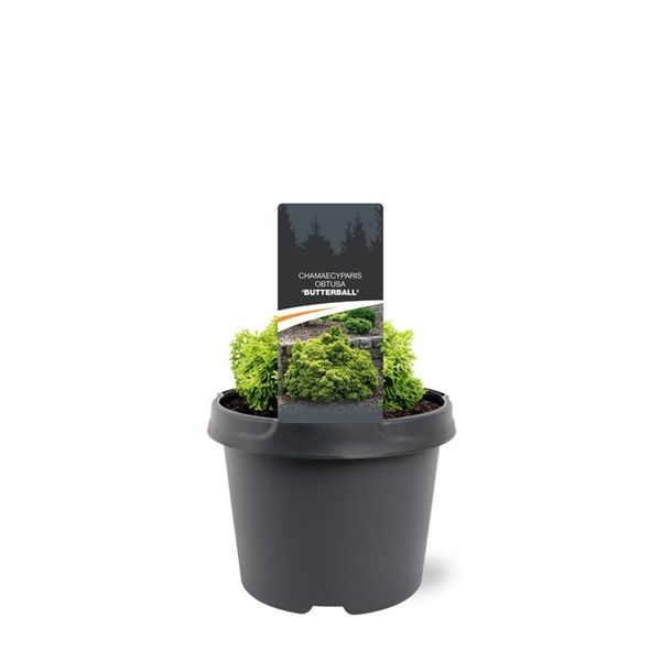 Warentuin natuurlijk Chamaecyparis obtusa Butterball 15-20 cm Conifeer - 