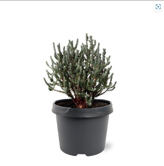 Warentuin natuurlijk Chamaecyparis thyoides Blue Rock 20-25 cm Conifeer - 