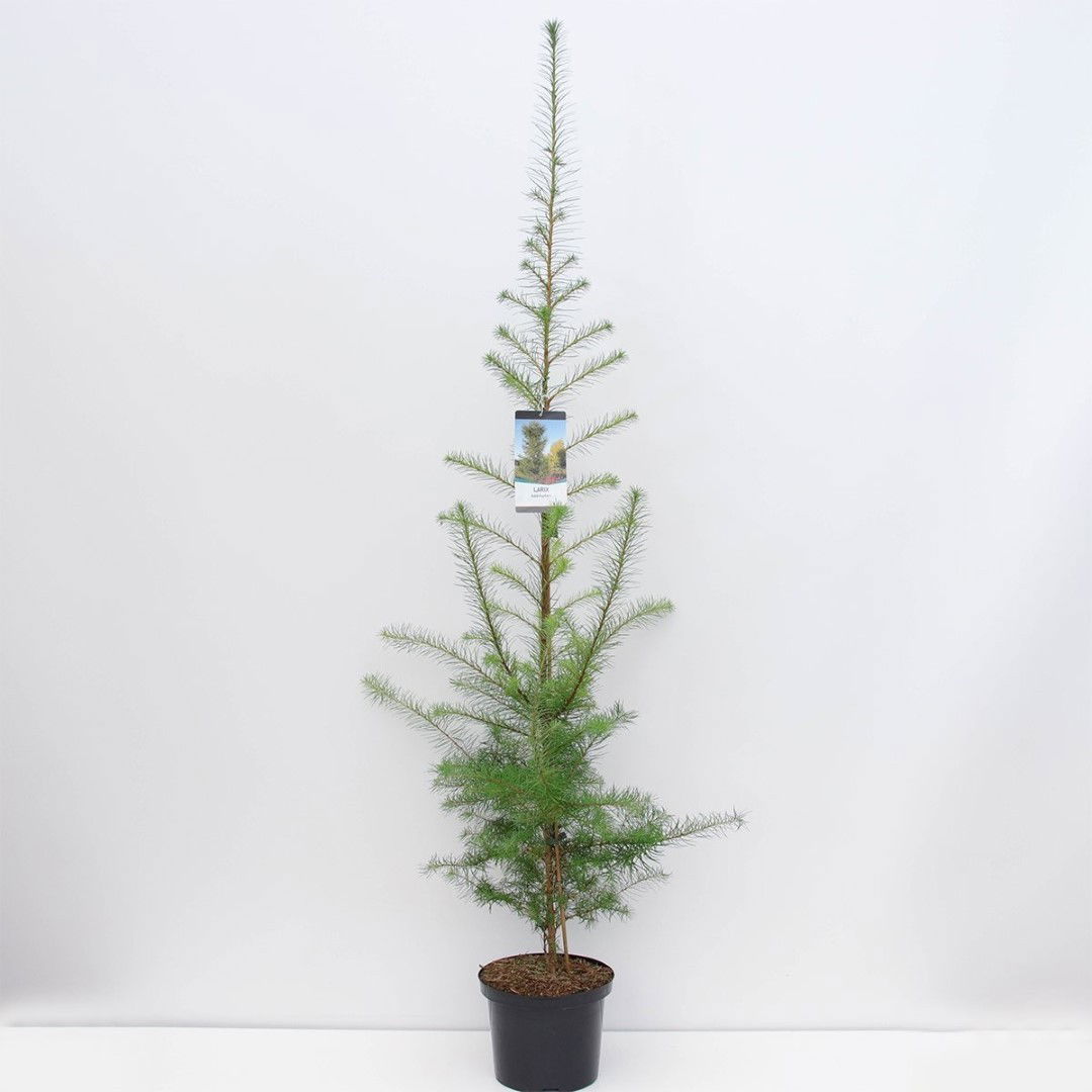 Warentuin natuurlijk Larix kaempferi 100-150 cm - 