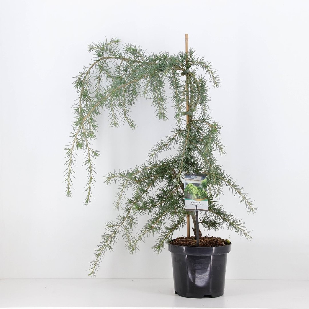 Warentuin natuurlijk Cedrus deodara pendula 75 cm - 