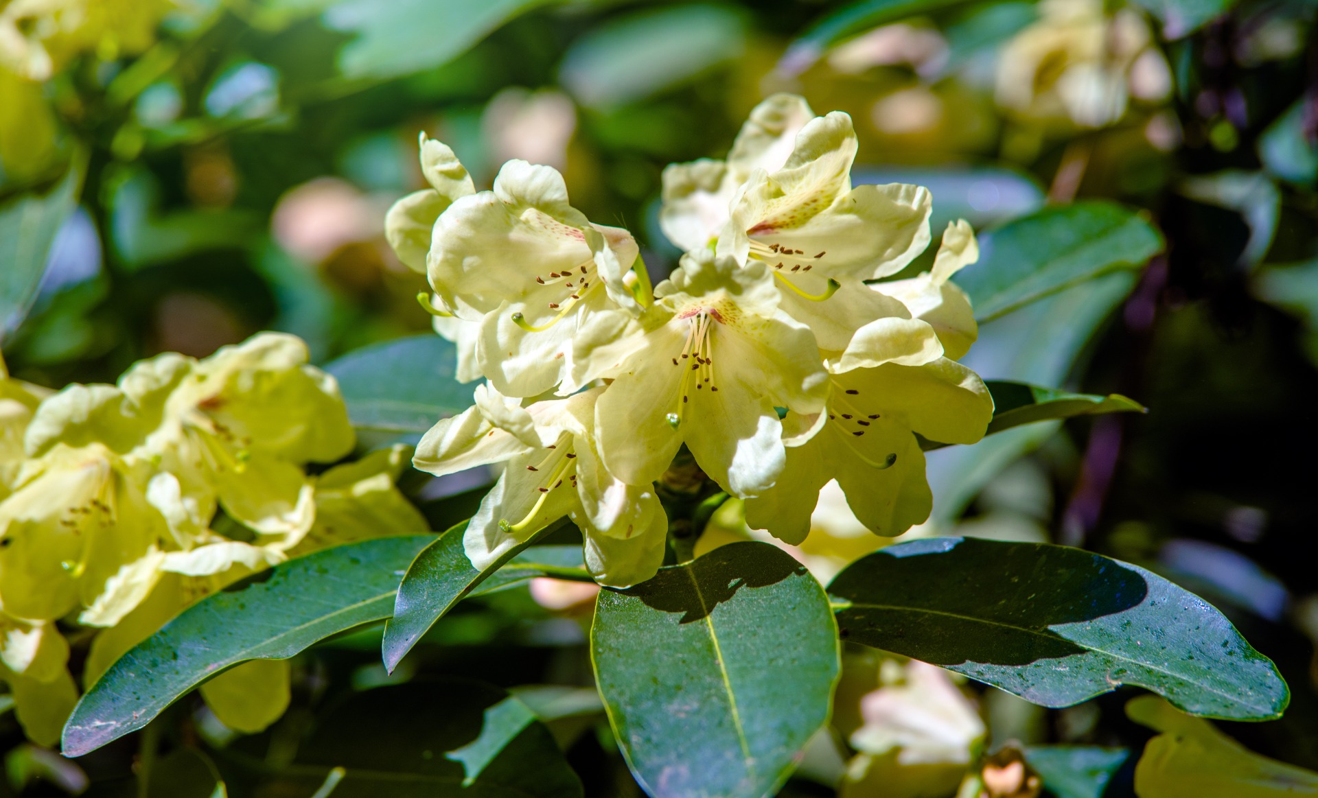 Tuinplant.nl Dwergrhododendron