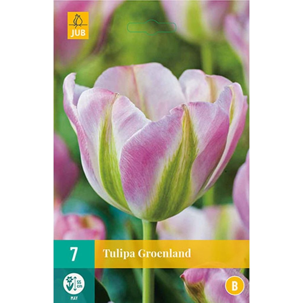 Tulp groenland 7 bollen