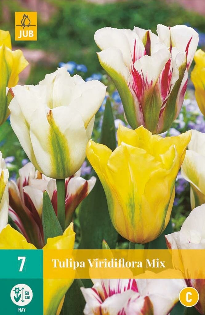 Tulp viridiflora mix 7 bollen