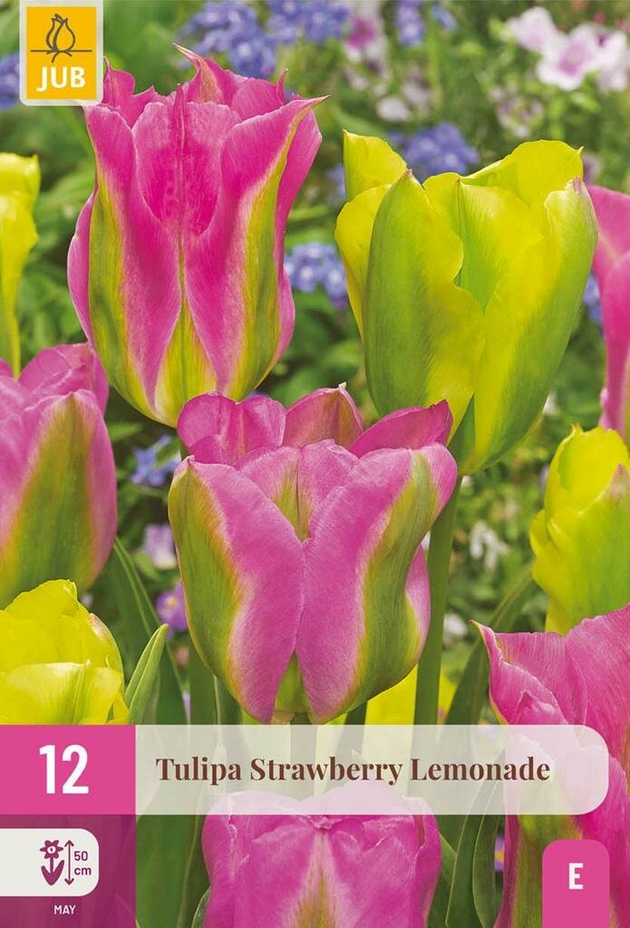 Tulp strawberry lemonade 12 bollen