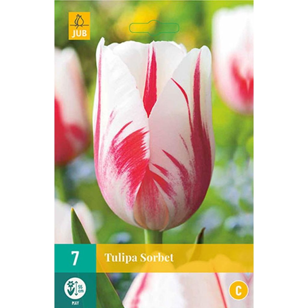 Tulp Sorbet 7 bollen