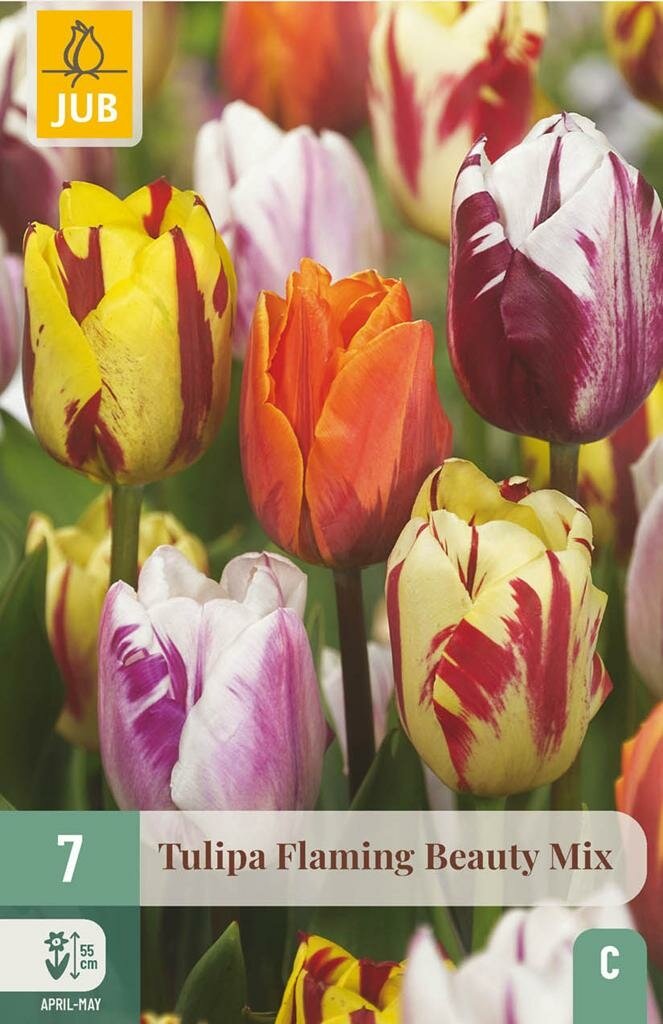 Tulp flaming beauty mix 7 bollen