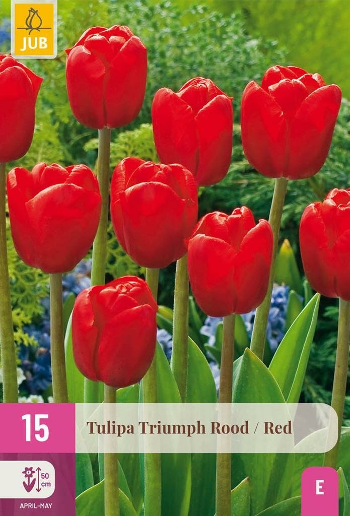 Tulp triumph rood 15 bollen