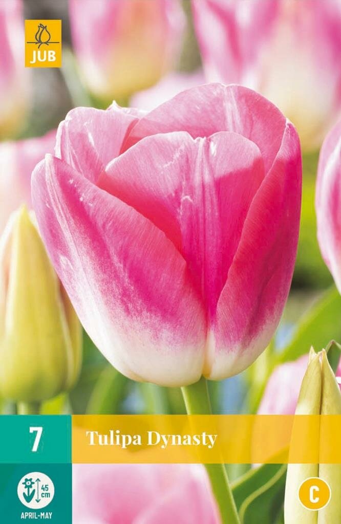 Tulp dynasty 7 bollen