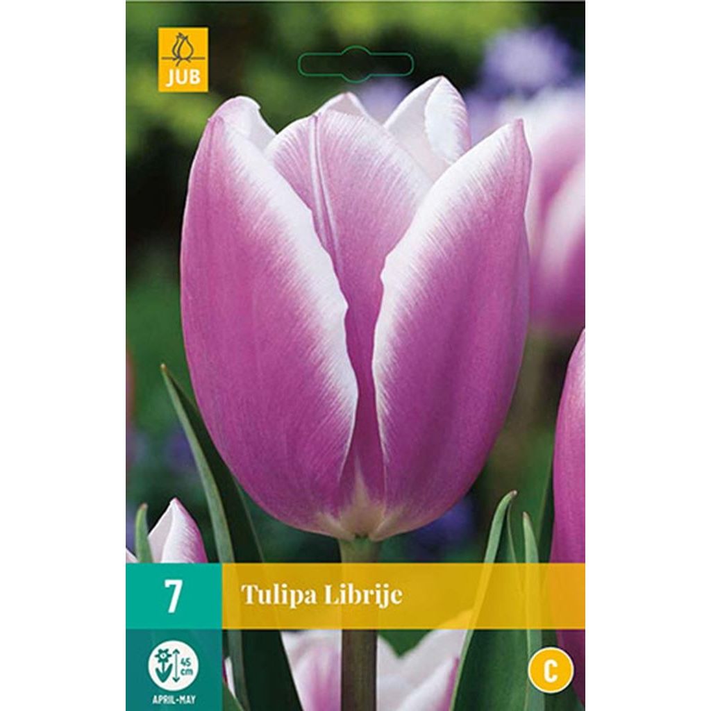 Tulp Librije 7 bollen