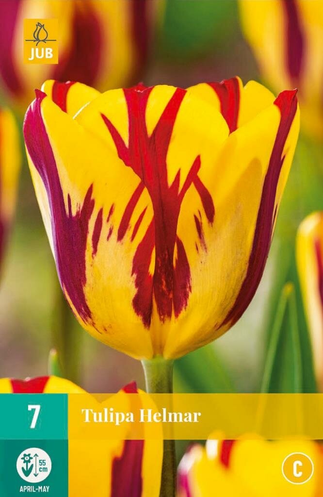 Tulp Helmar 7 bollen
