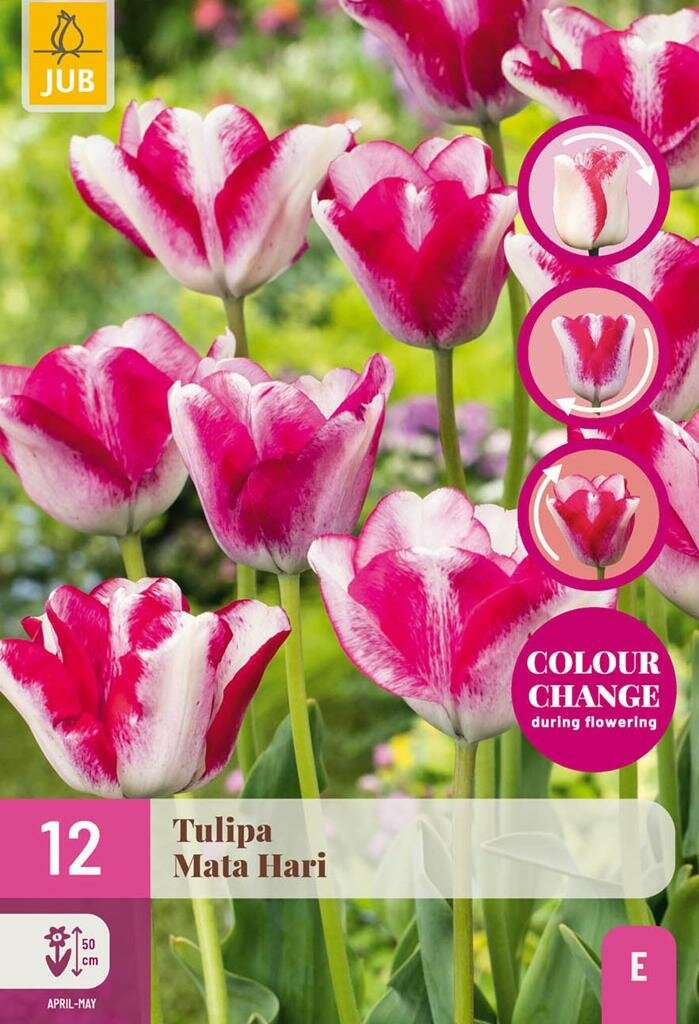 Tulp Mata Hari 12 bollen colour change
