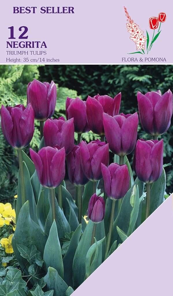 Tulp negrita 12 bollen