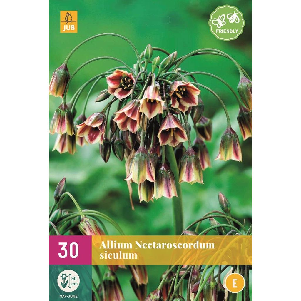 Allium nectaroscordum siculum 30 bollen