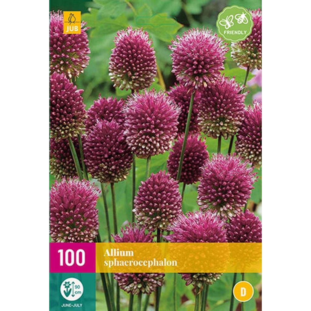 Allium sphaerocephalon 100 bollen