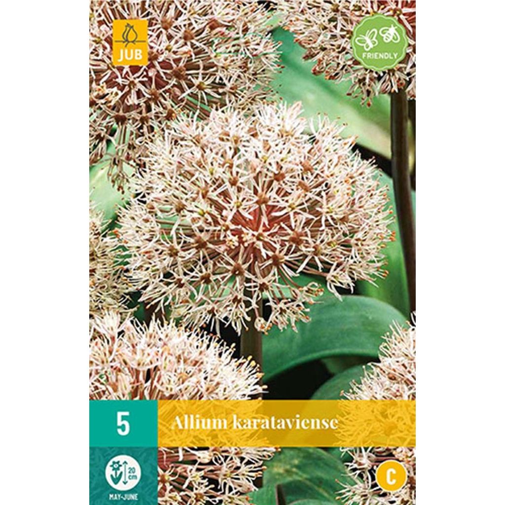 Allium karataviense 5 bollen