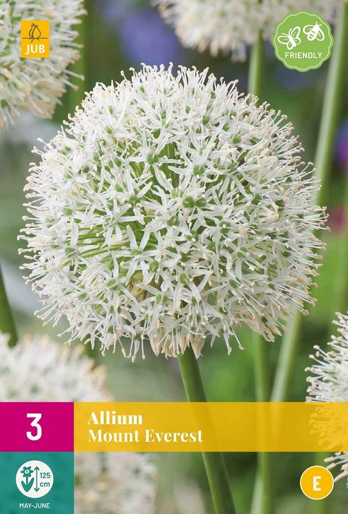 Allium mount everest 3 bollen