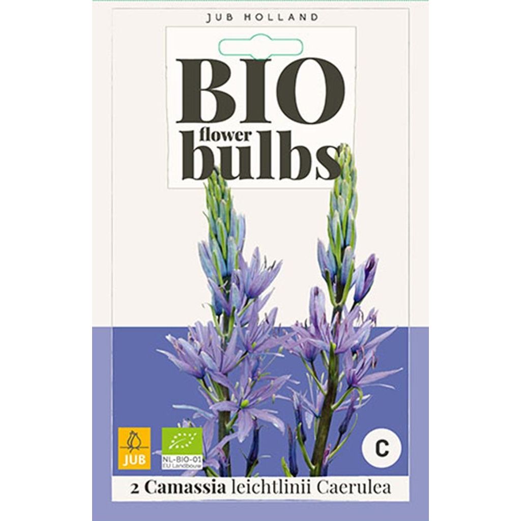 Bio Camassia Leichtlinii Caerulea 2 bollen