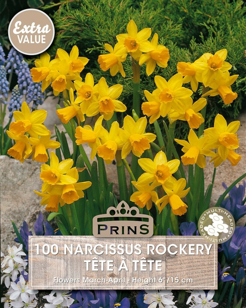 Prins narcis Tete a Tete 100 bollen