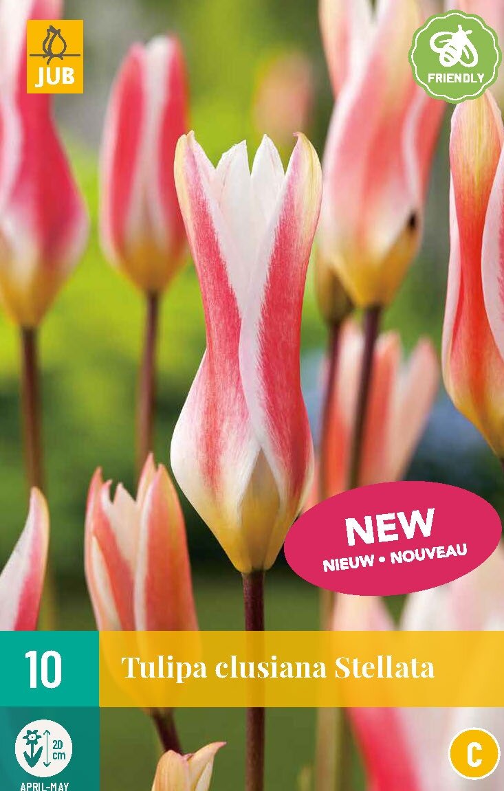 Tulp clusiana stellata 10 bollen