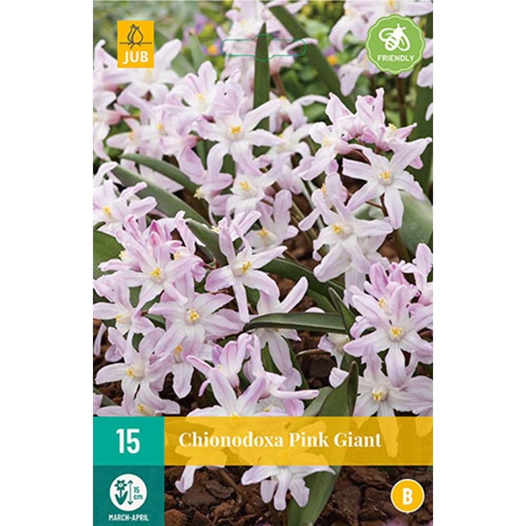 Chionodoxa bollen pink giant 15 bollen