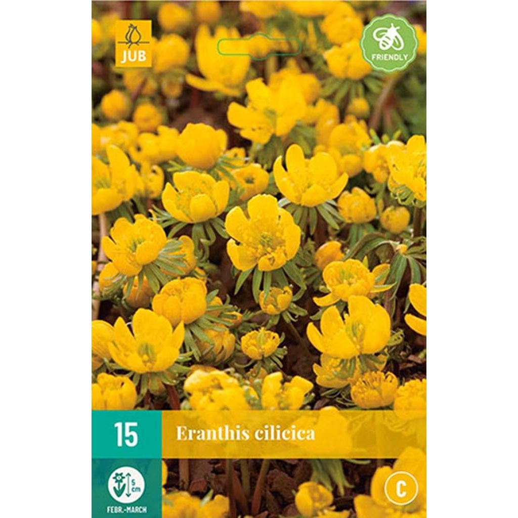 Eranthis cilicica 15 knollen