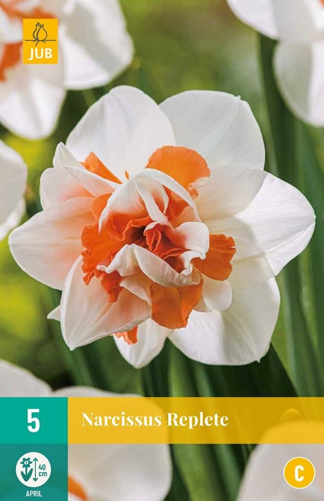 Narcis Replete 5 bollen