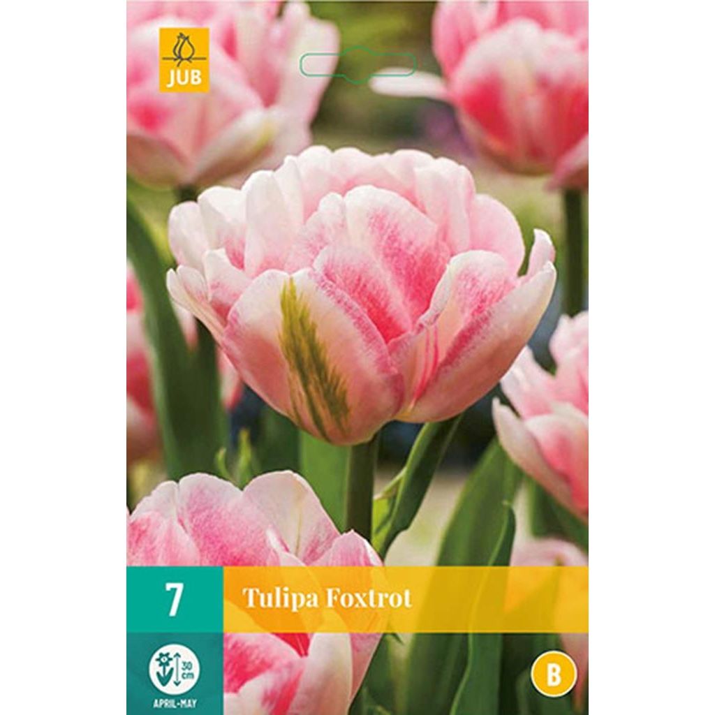 Tulp Foxtrot 7 bollen
