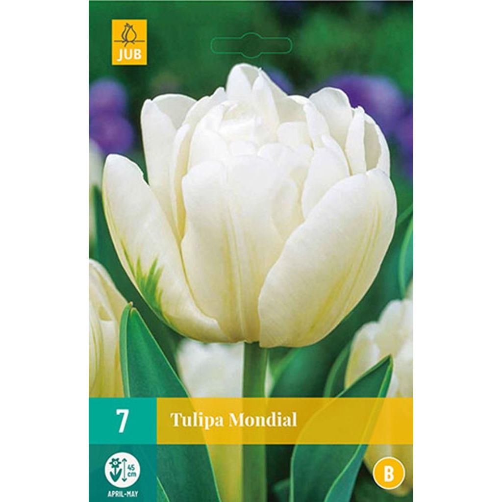 Tulp mondial 7 bollen