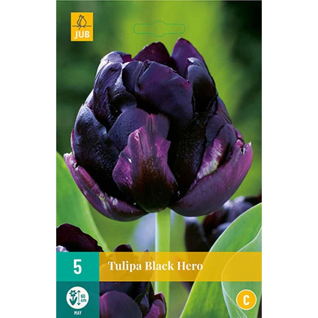 Tulp Black hero 5 bollen