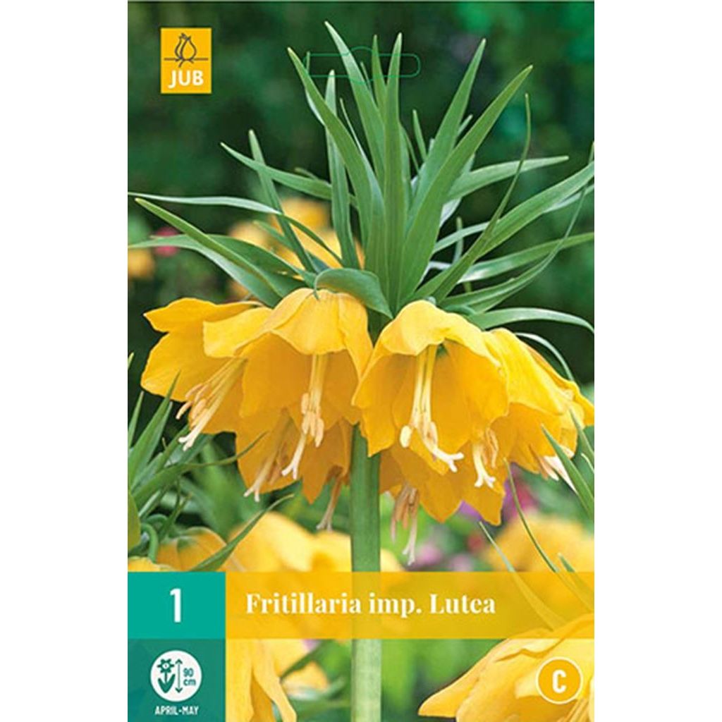Fritillaria imperialis lutea 1 bol