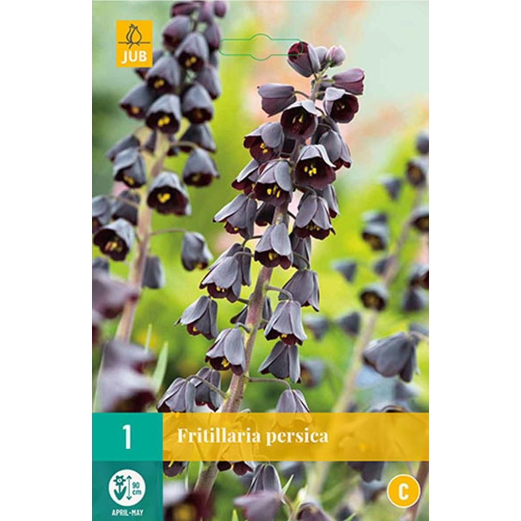 Fritillaria persica 1 bol