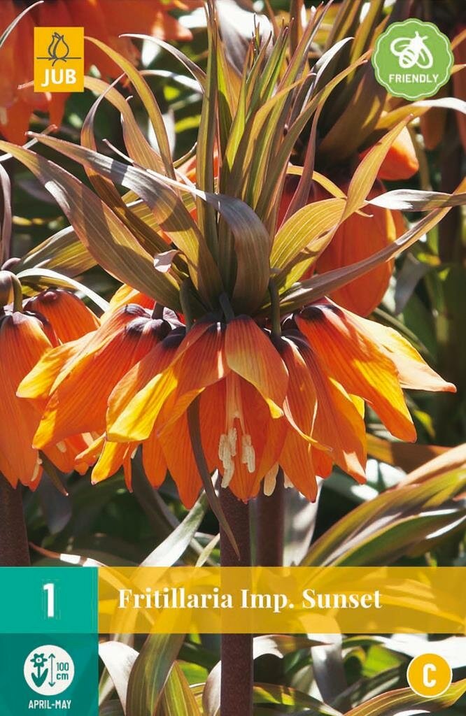 Fritillaria imperialis sunset 1 bol