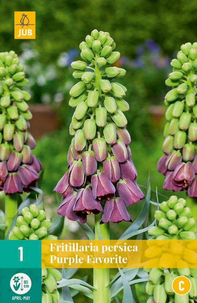 Fritillaria persica purple favorite 1 bol