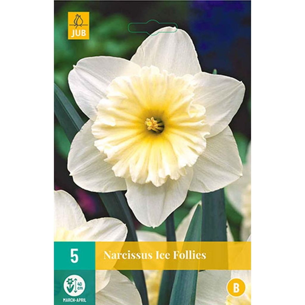 Narcis ice follies 5 bollen