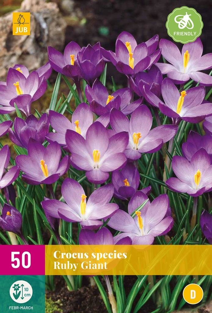 Crocus species ruby giant 50 bollen