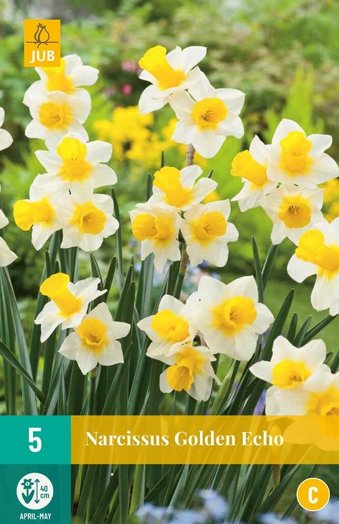 Narcis golden echo 5 narcisbollen