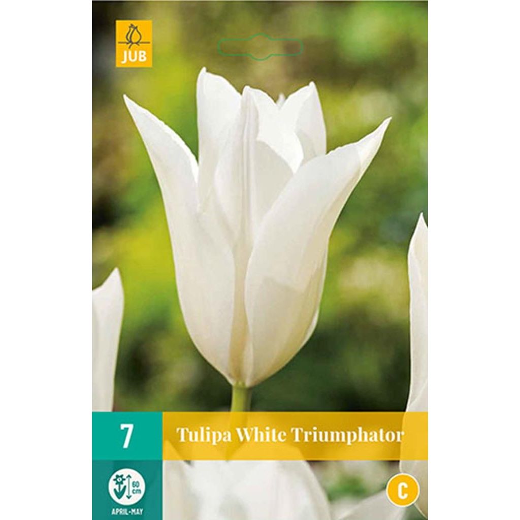 Tulp white triumphator 7 bollen