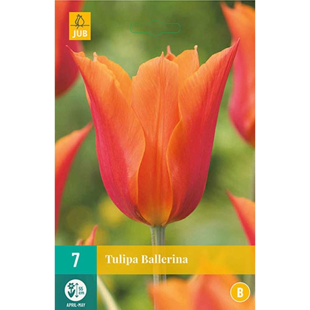 Tulp ballerina 7 bollen