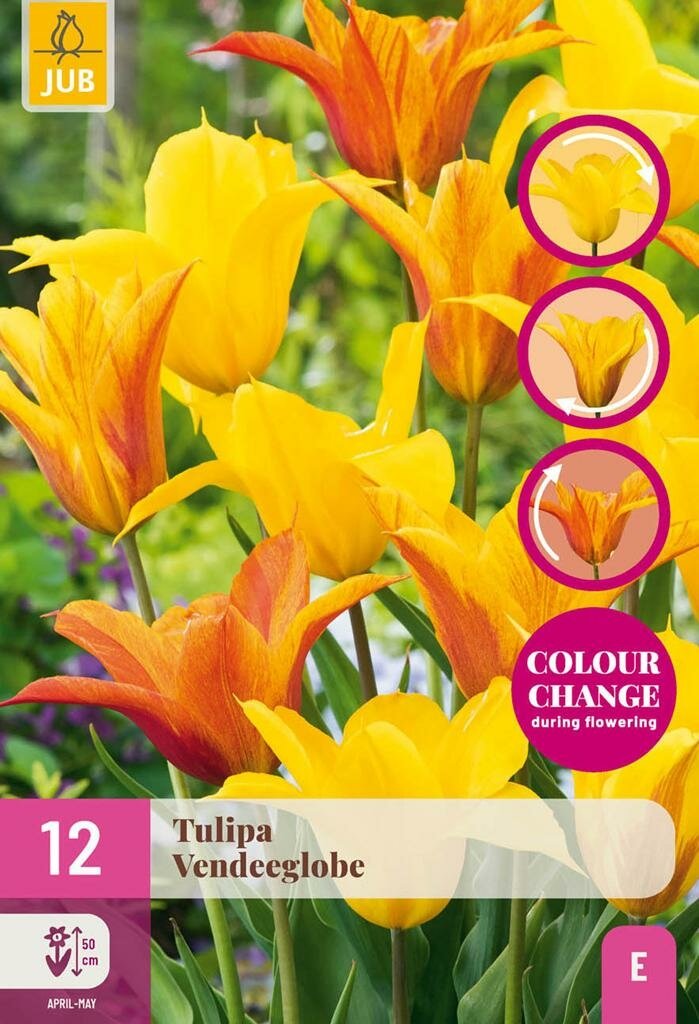 Tulp Vendeeglobe 12 bollen colour change