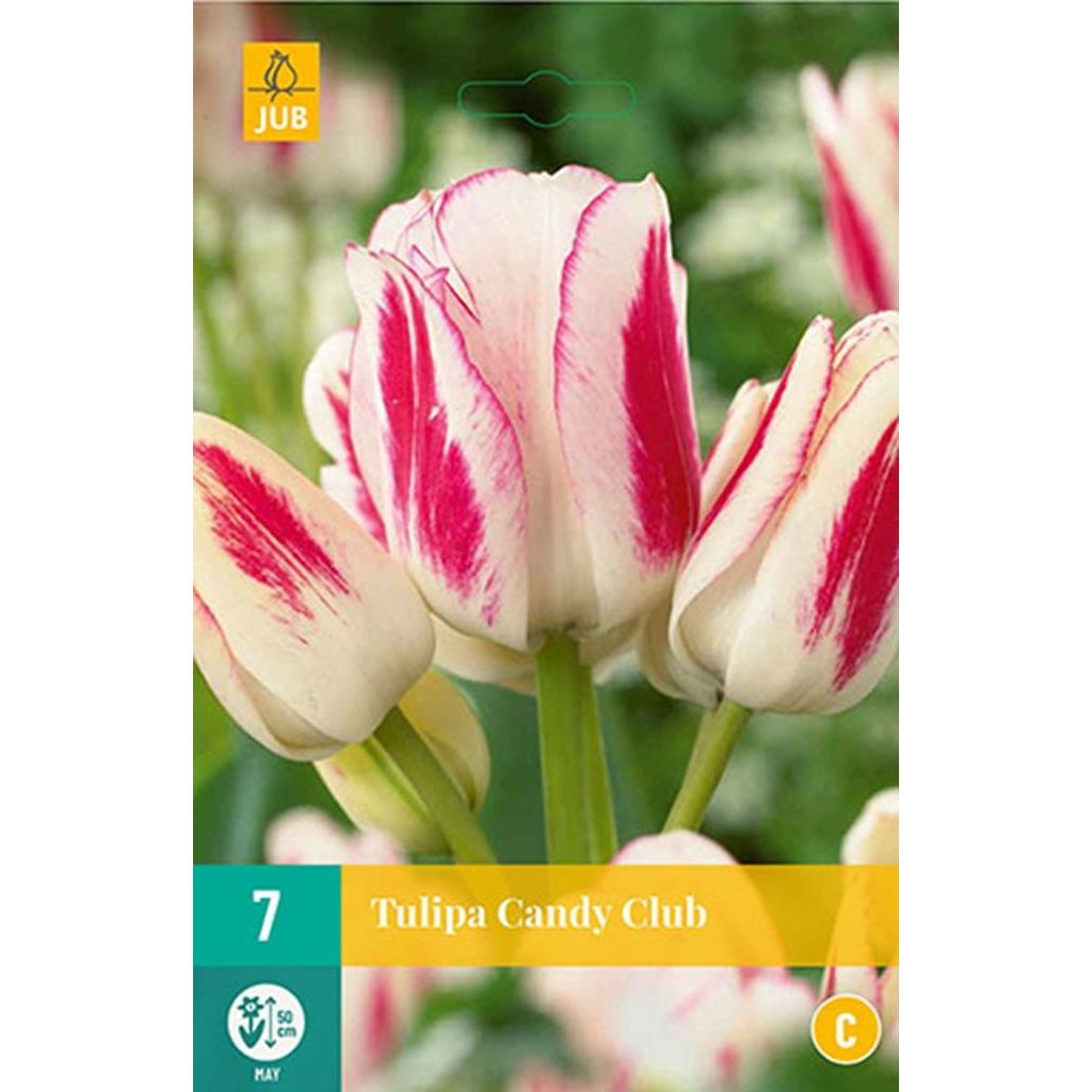 Tulp candy club 7 bollen