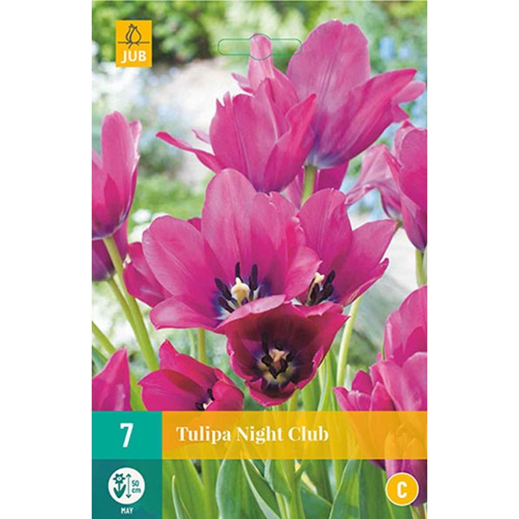Tulp Night club 7 bollen